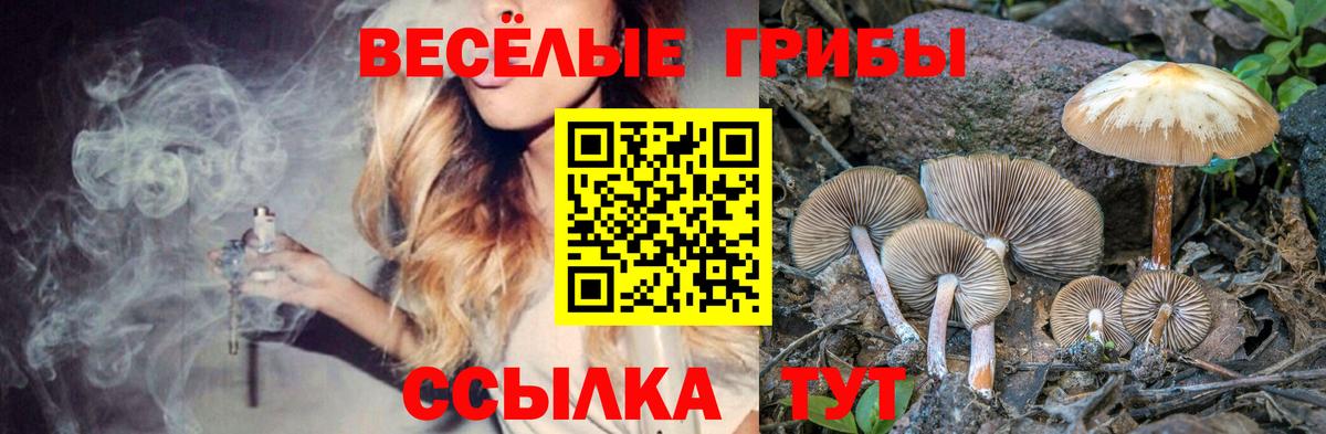 Галлюциногенные грибы Psilocybe Мегион